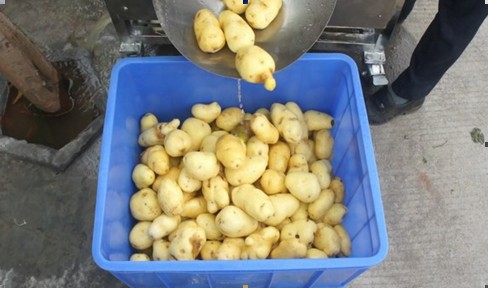 供应毛刷式土豆脱皮机优质商用不锈钢去皮机苏州厂家直销